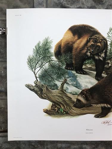 Art & Collectibles > Prints > Lithographs - Richard Timm, Wolverine, Signed Print, 28x22 Wade Collection, Plate 14 by The...