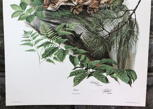 Art & Collectibles > Prints > Lithographs - Richard Timm, Bobcat, Signed Print, 28x22 Wade Collection, Plate 8 by The Old...