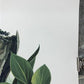 Art & Collectibles > Prints > Lithographs - Richard Timm, Mink, Signed Print, 28x22 Wade Collection, Plate 22 by The Old G...