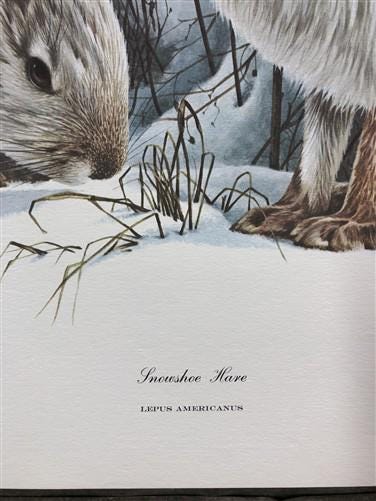 Art & Collectibles > Prints > Lithographs - Richard Timm, Snowshoe Hare, Signed Print, 28x22 Wade Collection, Plate 25 by...