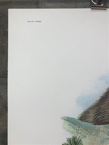 Art & Collectibles > Prints > Lithographs - Richard Timm, Hoary Marmot, Signed Print, 28x22 Wade Collection, Plate 33 by T...