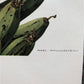 Art & Collectibles > Prints - Axel Amuchastegui, Squirrels, 20.75x14 South American Wildlife Art Print N by The Old Graine...