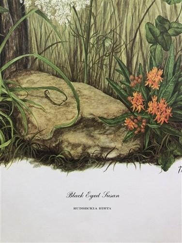 Maryrose Wampler, Black Eyed Susan, Signed Print, 28x22, Wall Art, Plate 1