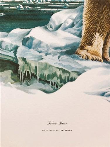 Art & Collectibles > Prints > Lithographs - Richard Timm, Polar Bear, Signed Print, 28x22 Wade Collection, Plate 30 by The...