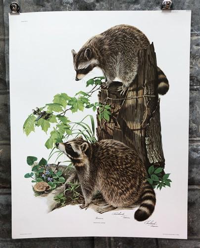 Art & Collectibles > Prints > Lithographs - Richard Timm, Racoon, Signed Prints, 28x22 Wade Collection, Plate 2 by The Old...