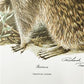 Art & Collectibles > Prints > Lithographs - Richard Timm, Racoon, Signed Prints, 28x22 Wade Collection, Plate 2 by The Old...