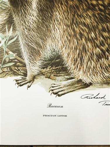 Art & Collectibles > Prints > Lithographs - Richard Timm, Racoon, Signed Prints, 28x22 Wade Collection, Plate 2 by The Old...