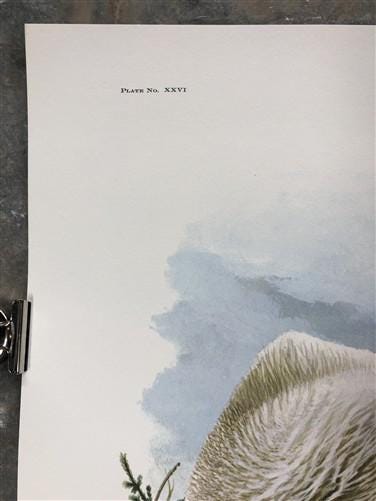 Art & Collectibles > Prints > Lithographs - Richard Timm, Mountain Goat, Signed Print, 28x22 Wade Collection, Plate 26 by...