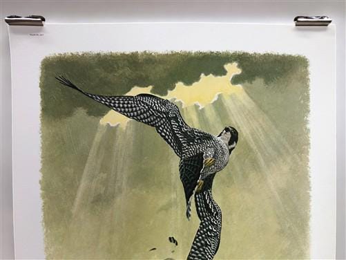 Art & Collectibles > Prints > Lithographs - Richard Sloan, Peregrine Falcon, Signed Print, 11x14, Essay, Sketches, Plate 1...