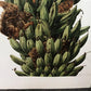Art & Collectibles > Prints - Axel Amuchastegui, Squirrels, 20.75x14 South American Wildlife Art Print N by The Old Graine...