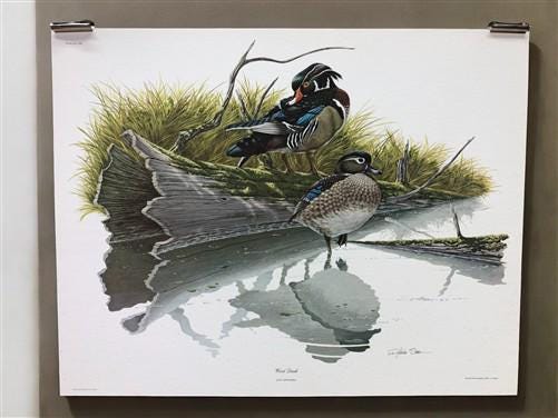Art & Collectibles > Prints > Lithographs - Richard Sloan, Wood Duck, Signed Print, 11x14, Essay, Sketches, Plate 8 by The...