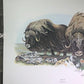 Art & Collectibles > Prints > Lithographs - Richard Timm, Musk Ox, Signed Print, 28x22 Wade Collection, Plate 40 by The Ol...
