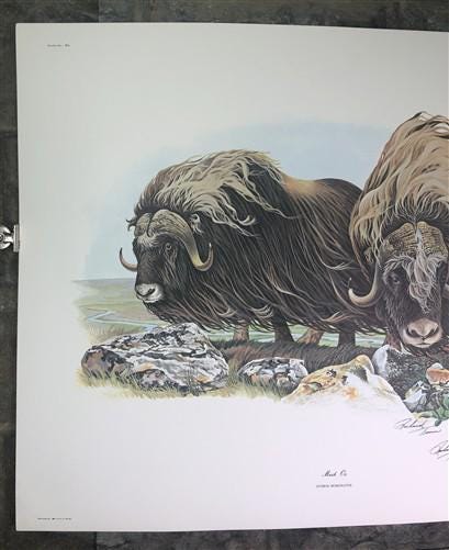 Art & Collectibles > Prints > Lithographs - Richard Timm, Musk Ox, Signed Print, 28x22 Wade Collection, Plate 40 by The Ol...