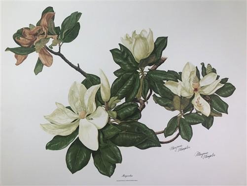 Art & Collectibles > Prints > Lithographs - Maryrose Wampler, Magnolia, Signed Print, 28x22 Wall Art, Plate 12 by The Old...