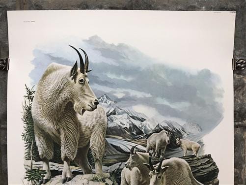 Art & Collectibles > Prints > Lithographs - Richard Timm, Mountain Goat, Signed Print, 28x22 Wade Collection, Plate 26 by...