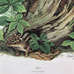 Art & Collectibles > Prints > Lithographs - Richard Timm, Lynx, Signed Print, 28x22 Wade Collection, Plate 27 by The Old G...