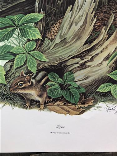 Art & Collectibles > Prints > Lithographs - Richard Timm, Lynx, Signed Print, 28x22 Wade Collection, Plate 27 by The Old G...