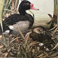 Art & Collectibles > Prints - Axel Amuchastegui, Rosy Billed Ducks, 20.75x14 South American Bird Art Print J by The Old Gr...
