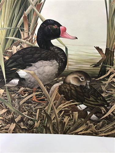 Art & Collectibles > Prints - Axel Amuchastegui, Rosy Billed Ducks, 20.75x14 South American Bird Art Print J by The Old Gr...