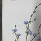 Maryrose Wampler Red Clover Roadside Flower Signed Print 28x22 Wall Art Plate 11