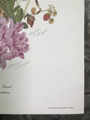 Maryrose Wampler, Rhododendron & Laurel, Signed Print, 28x22 Wall Art, Plate 29
