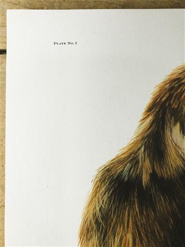 Art & Collectibles > Prints > Lithographs - Richard Timm, Red Fox, Signed Prints, 28x22 Wade Collection, Plate 1 by The Ol...