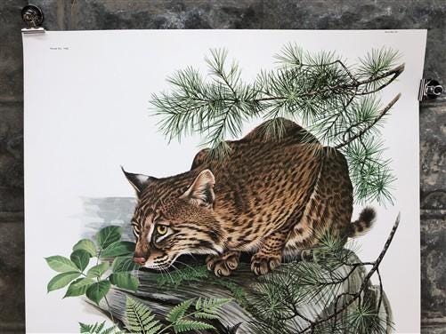 Art & Collectibles > Prints > Lithographs - Richard Timm, Bobcat, Signed Print, 28x22 Wade Collection, Plate 8 by The Old...