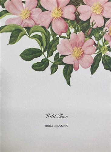Art & Collectibles > Prints > Lithographs - Maryrose Wampler, Wild Rose, Signed Print, 28x22 Wall Art, Plate 22 by The Old...