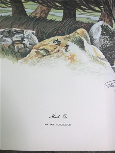 Art & Collectibles > Prints > Lithographs - Richard Timm, Musk Ox, Signed Print, 28x22 Wade Collection, Plate 40 by The Ol...