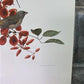 Art & Collectibles > Prints - Axel Amuchastegui, Blue and Yellow Tanager, 20.75x14 South American Bird Print F by The Old...