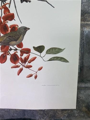 Art & Collectibles > Prints - Axel Amuchastegui, Blue and Yellow Tanager, 20.75x14 South American Bird Print F by The Old...