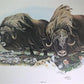 Art & Collectibles > Prints > Lithographs - Richard Timm, Musk Ox, Signed Print, 28x22 Wade Collection, Plate 40 by The Ol...