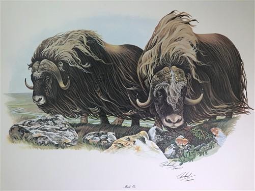 Art & Collectibles > Prints > Lithographs - Richard Timm, Musk Ox, Signed Print, 28x22 Wade Collection, Plate 40 by The Ol...
