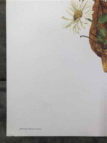 Art & Collectibles > Prints > Lithographs - Maryrose Wampler, Daisy Mum, Signed Print, 28x22 Wall Art, Plate 4 by The Old...