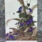 Art & Collectibles > Prints - Axel Amuchastegui, Bay Winged Cowbird, 20.75x14 South American Bird Art Print B by The Old G...