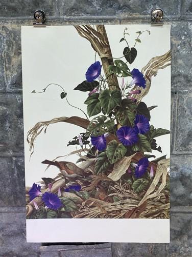Art & Collectibles > Prints - Axel Amuchastegui, Bay Winged Cowbird, 20.75x14 South American Bird Art Print B by The Old G...