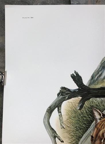 Art & Collectibles > Prints > Lithographs - Richard Timm, Mountain Lion, Signed Print, 28x22 Wade Collection, Plate 12 by...