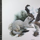 Art & Collectibles > Prints > Lithographs - Richard Timm, Longtail Weasel, Signed Print, 28x22 Wade Collection, Plate 37 b...
