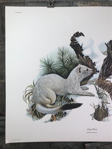 Art & Collectibles > Prints > Lithographs - Richard Timm, Longtail Weasel, Signed Print, 28x22 Wade Collection, Plate 37 b...
