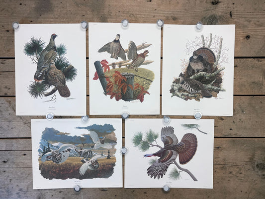 Art & Collectibles > Prints > Lithographs - 5 Richard Sloan Bird Prints (11x14) Woodland Wildlife Art Grouse Turkey Bobwhi...