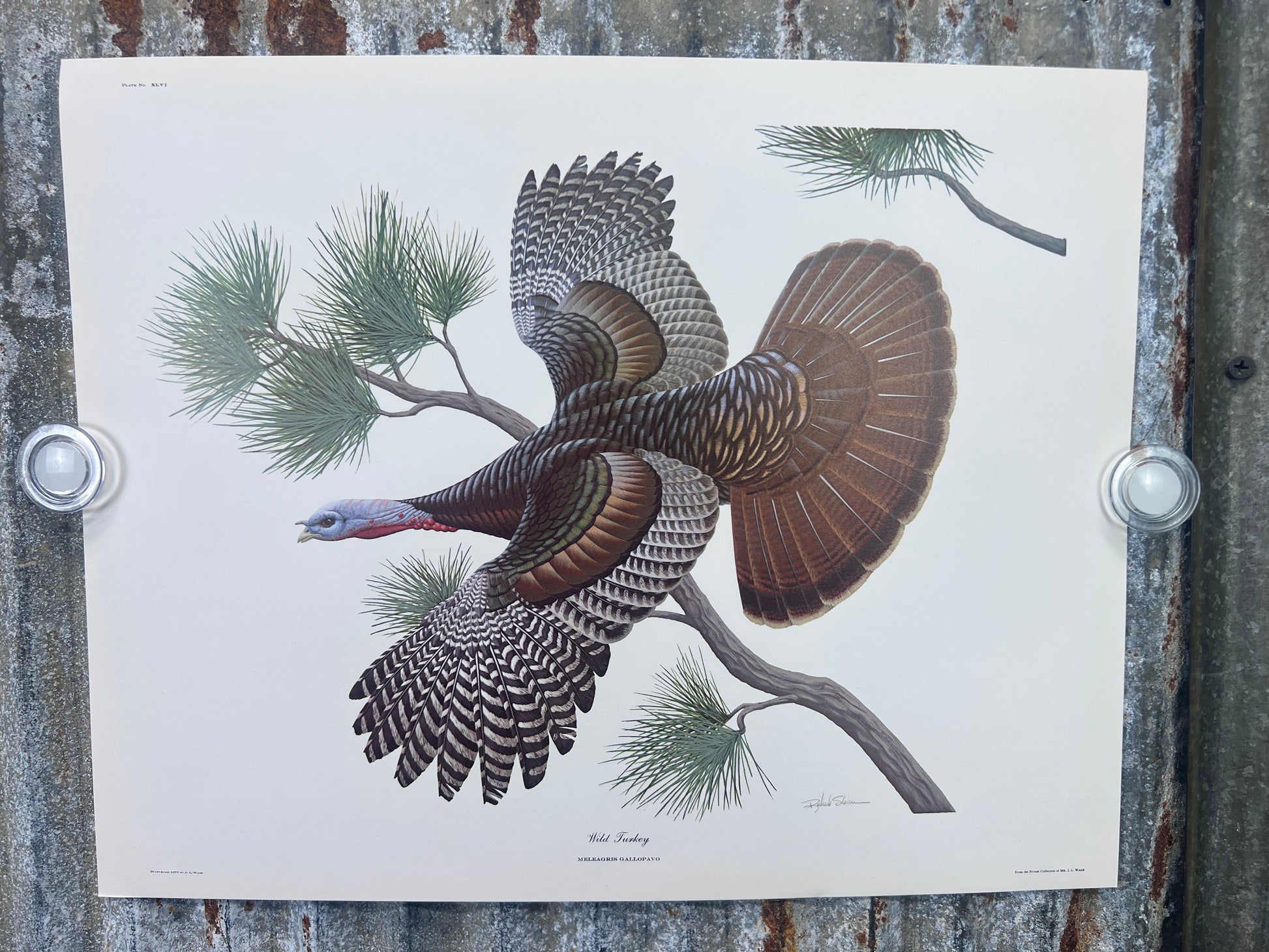 Art & Collectibles > Prints > Lithographs - 5 Richard Sloan Bird Prints (11x14) Woodland Wildlife Art Grouse Turkey Bobwhi...