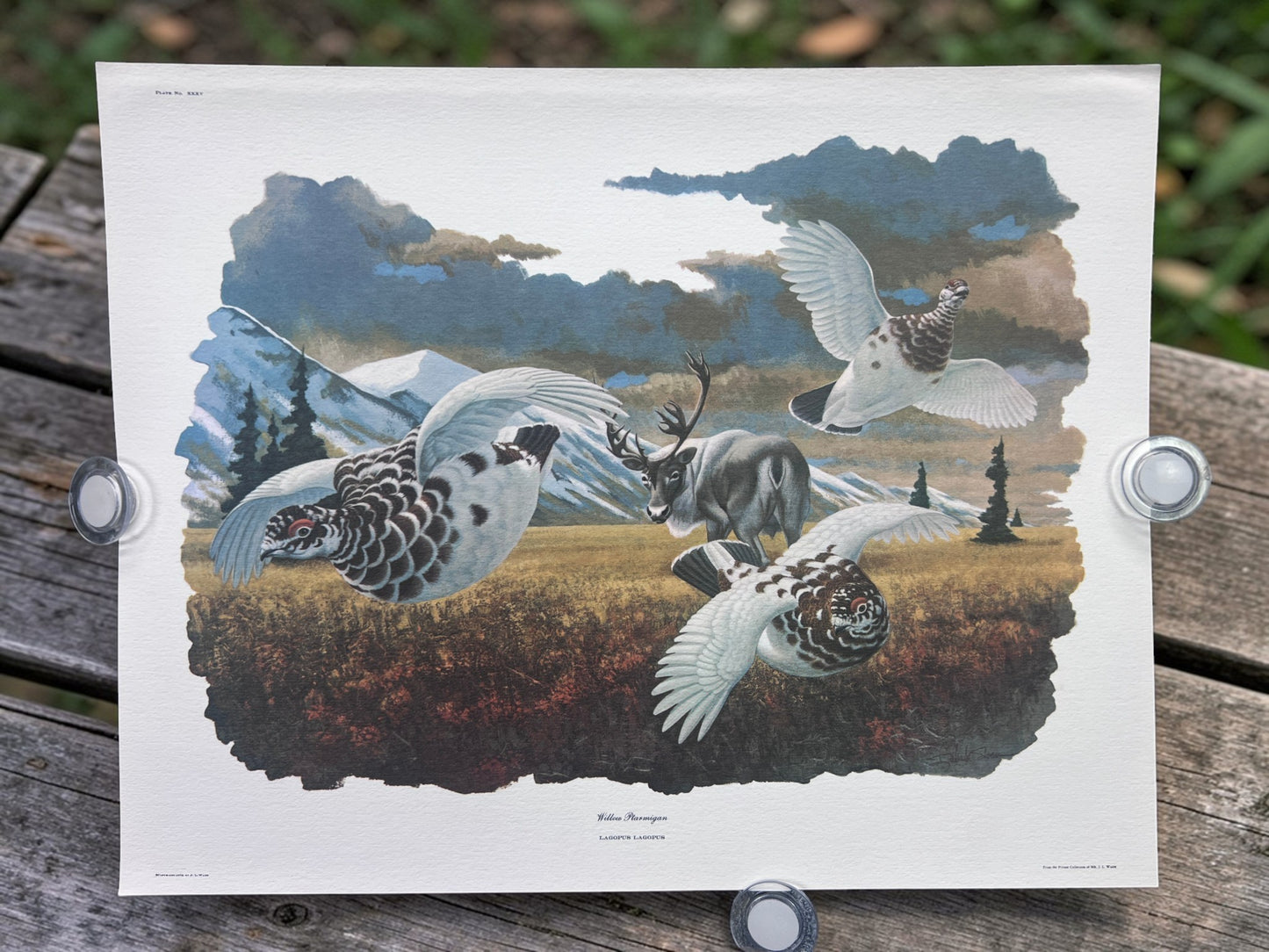 Art & Collectibles > Prints > Lithographs - 5 Richard Sloan Bird Prints (11x14) Woodland Wildlife Art Grouse Turkey Bobwhi...
