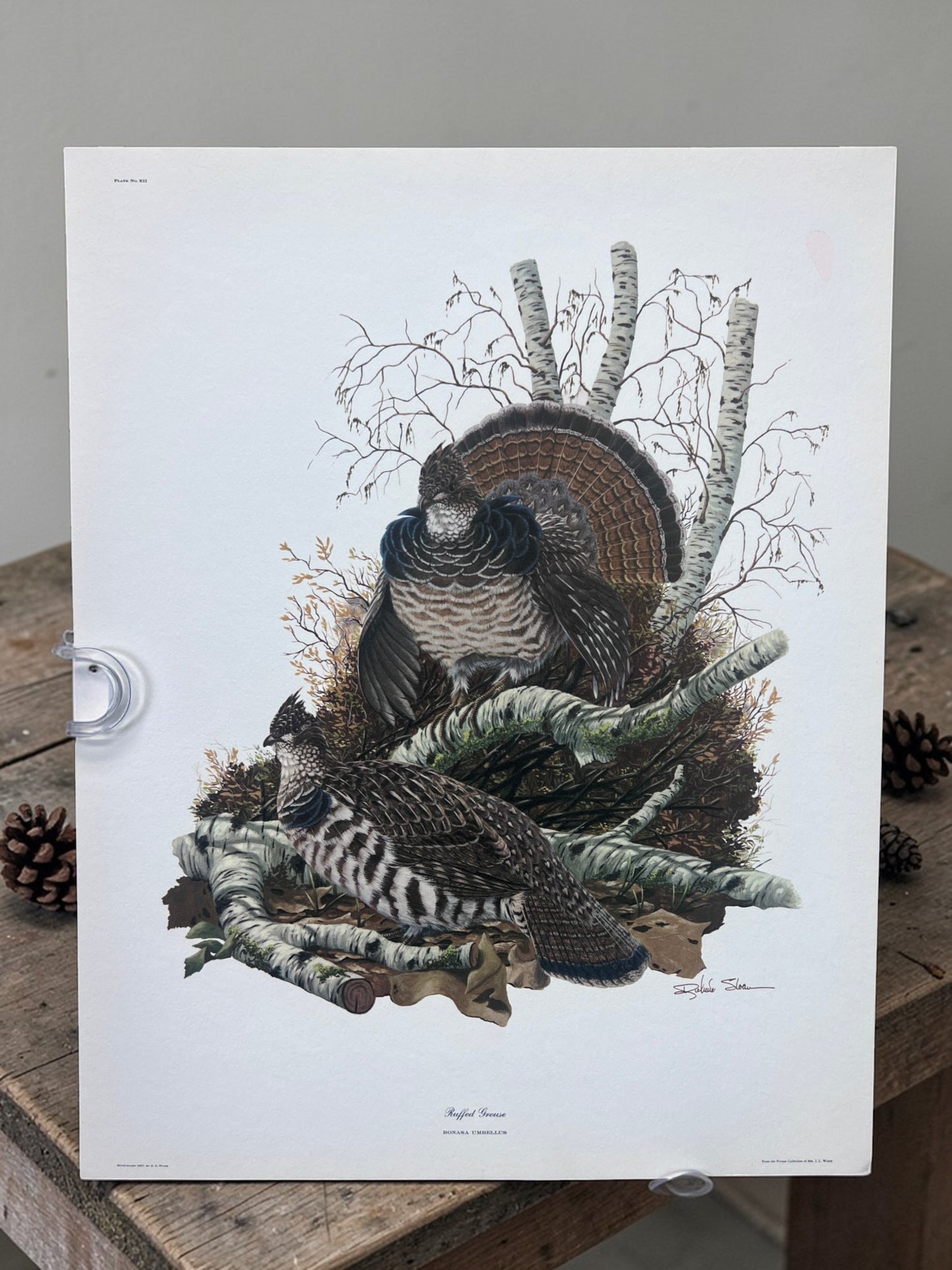 Art & Collectibles > Prints > Lithographs - 5 Richard Sloan Bird Prints (11x14) Woodland Wildlife Art Grouse Turkey Bobwhi...