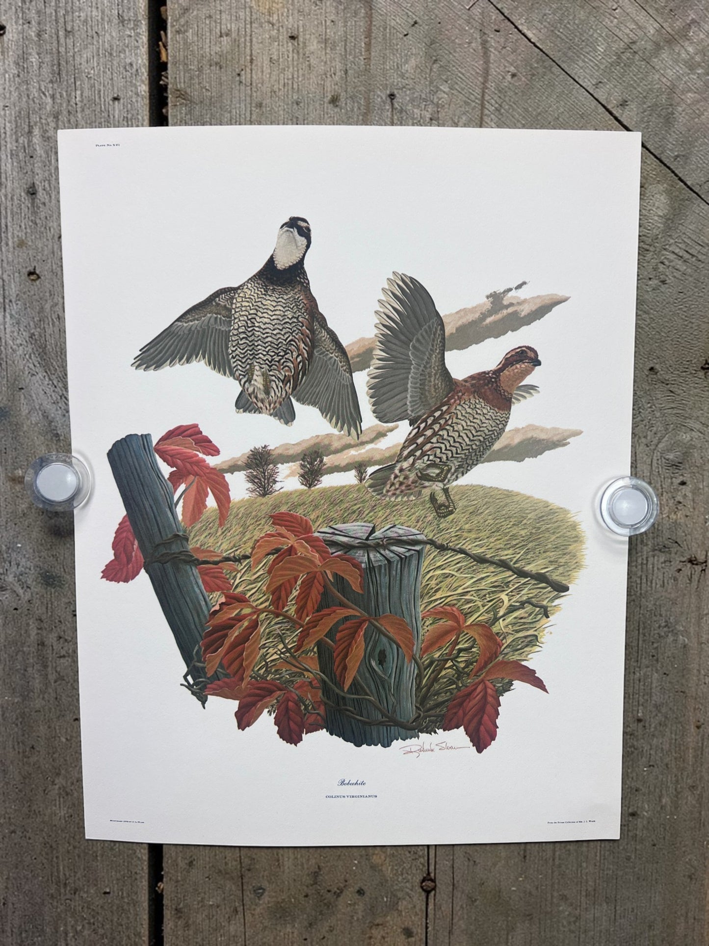 Art & Collectibles > Prints > Lithographs - 5 Richard Sloan Bird Prints (11x14) Woodland Wildlife Art Grouse Turkey Bobwhi...