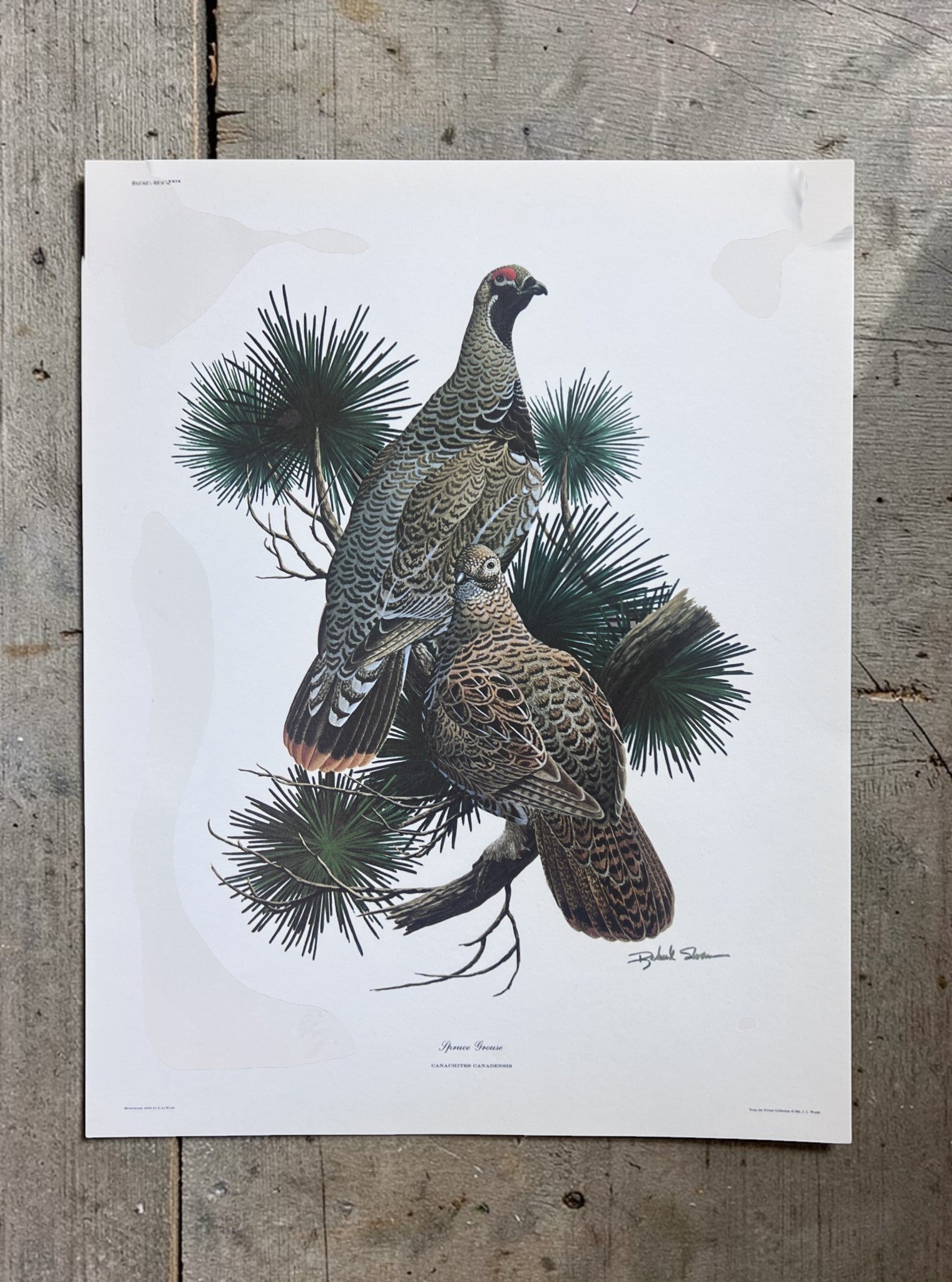 Art & Collectibles > Prints > Lithographs - 5 Richard Sloan Bird Prints (11x14) Woodland Wildlife Art Grouse Turkey Bobwhi...