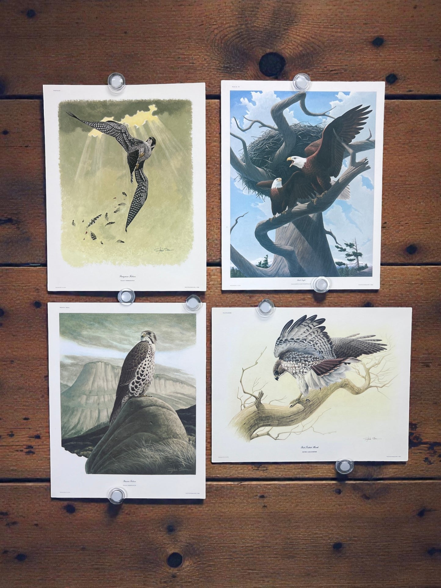 Art & Collectibles > Prints > Lithographs - 4 Richard Sloan Bird Prints (11x14) Bird of Prey Wildlife Art, Eagle Hawk Falc...