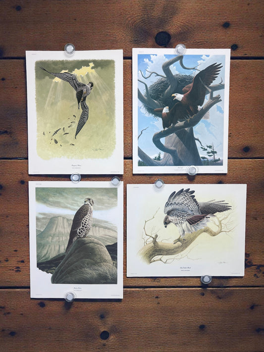 Art & Collectibles > Prints > Lithographs - 4 Richard Sloan Bird Prints (11x14) Bird of Prey Wildlife Art, Eagle Hawk Falc...