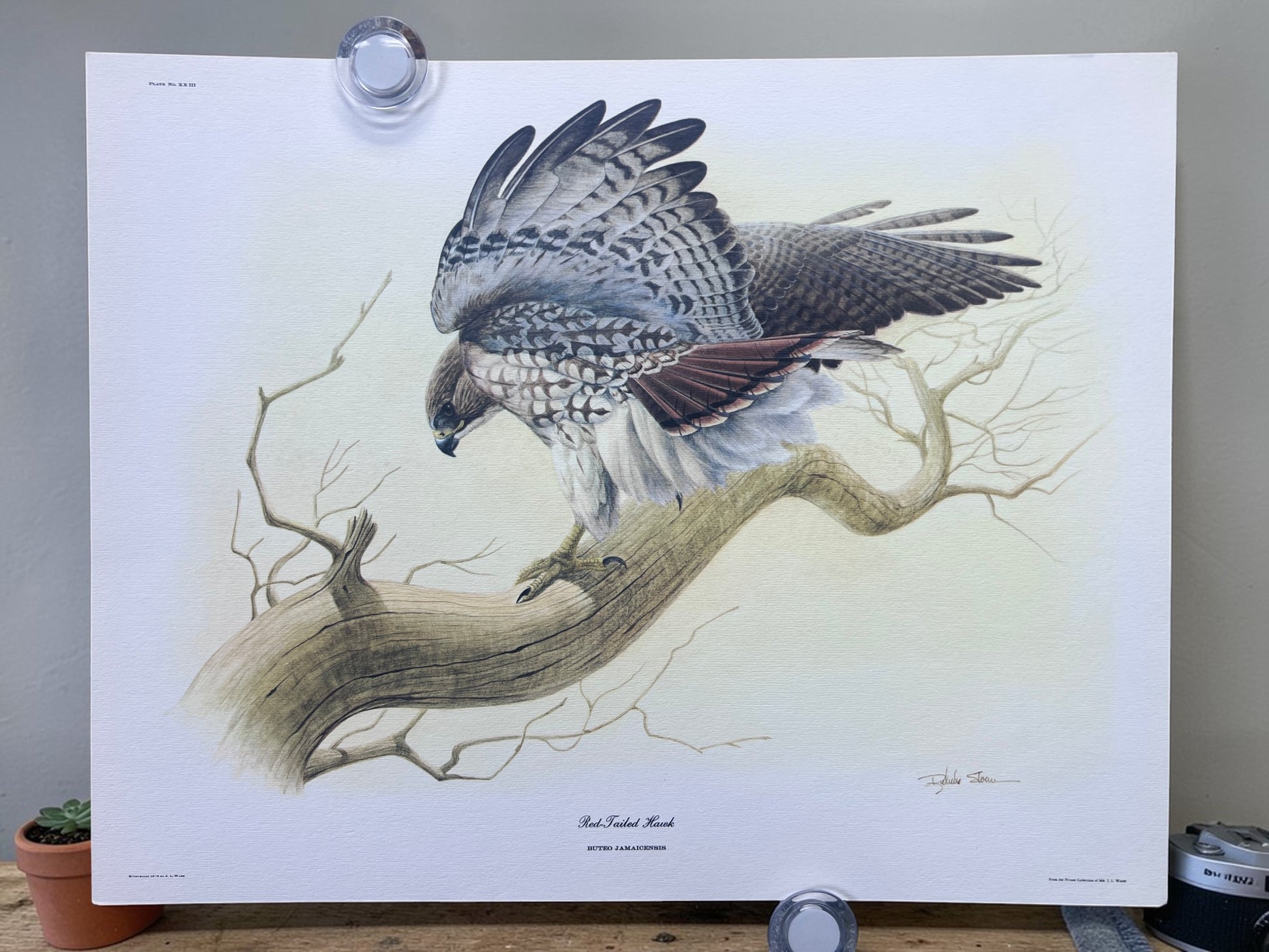 Art & Collectibles > Prints > Lithographs - 4 Richard Sloan Bird Prints (11x14) Bird of Prey Wildlife Art, Eagle Hawk Falc...