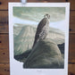 Art & Collectibles > Prints > Lithographs - 4 Richard Sloan Bird Prints (11x14) Bird of Prey Wildlife Art, Eagle Hawk Falc...