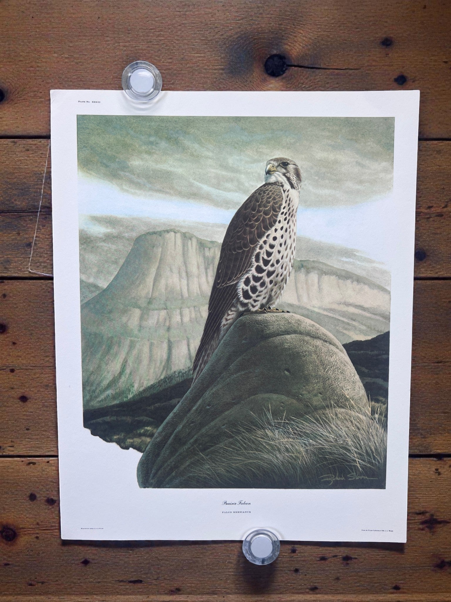 Art & Collectibles > Prints > Lithographs - 4 Richard Sloan Bird Prints (11x14) Bird of Prey Wildlife Art, Eagle Hawk Falc...